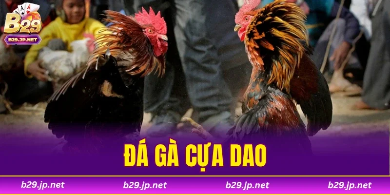 Đá Gà Cựa Dao