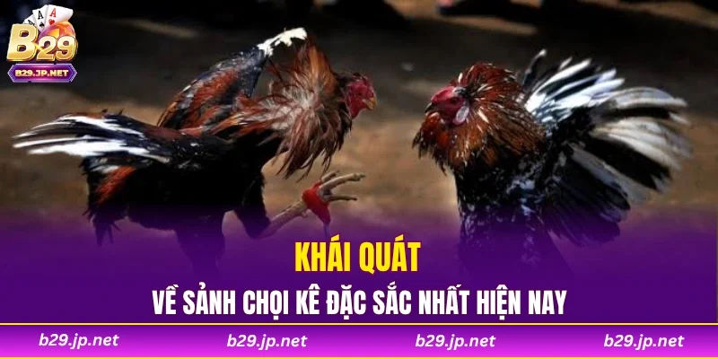 Khái quát về sảnh chọi kê đặc sắc nhất hiện nay