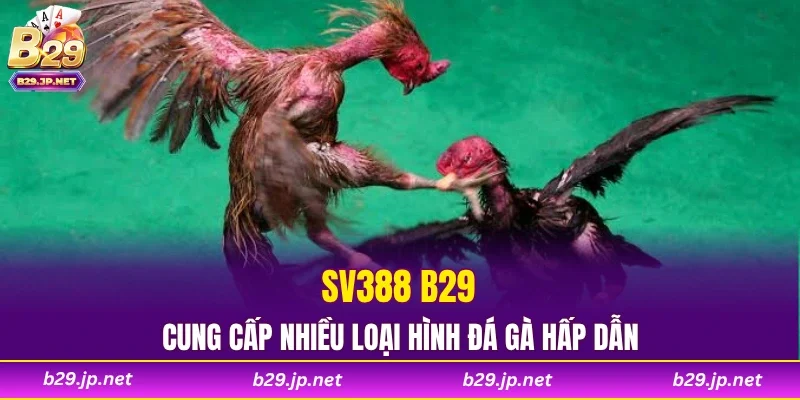 SV388 B29 cung cấp nhiều loại hình đá gà hấp dẫn